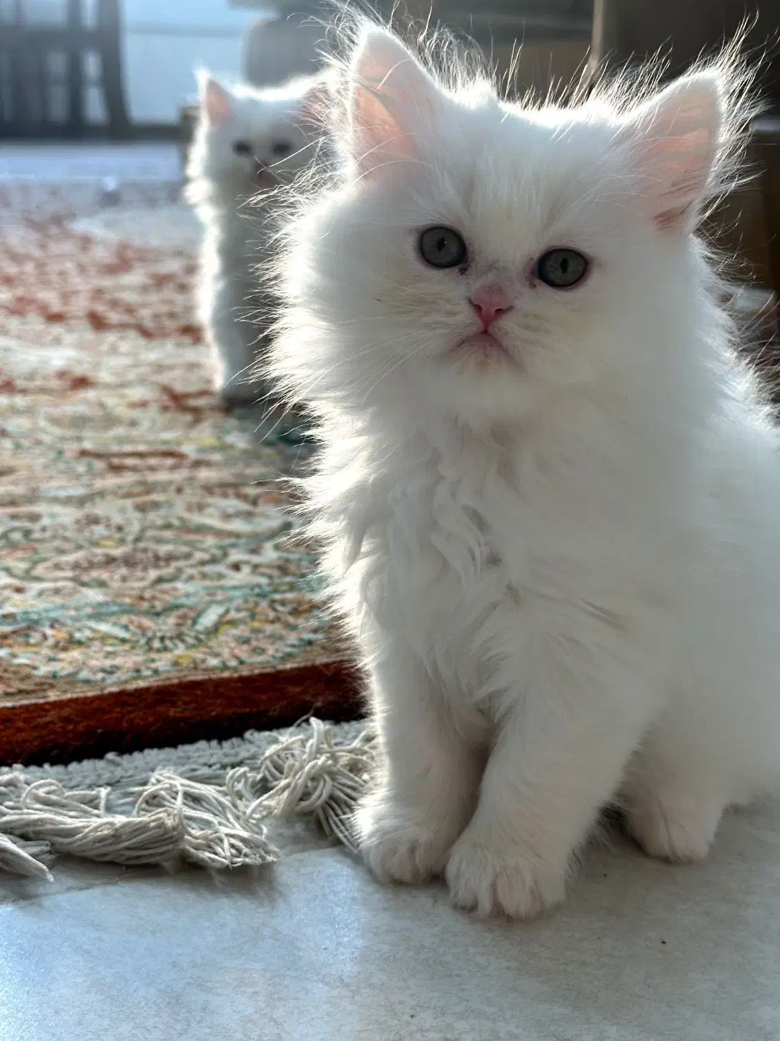 گربه پرشین اسکاتیش|گربه|دزفول, |دیوار