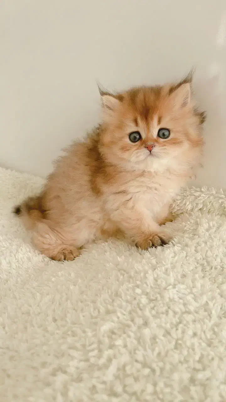 دهکده گربه‌های بی‌نظیر (مجموعه میوهاپ)|گربه|اصفهان, جلفا|دیوار