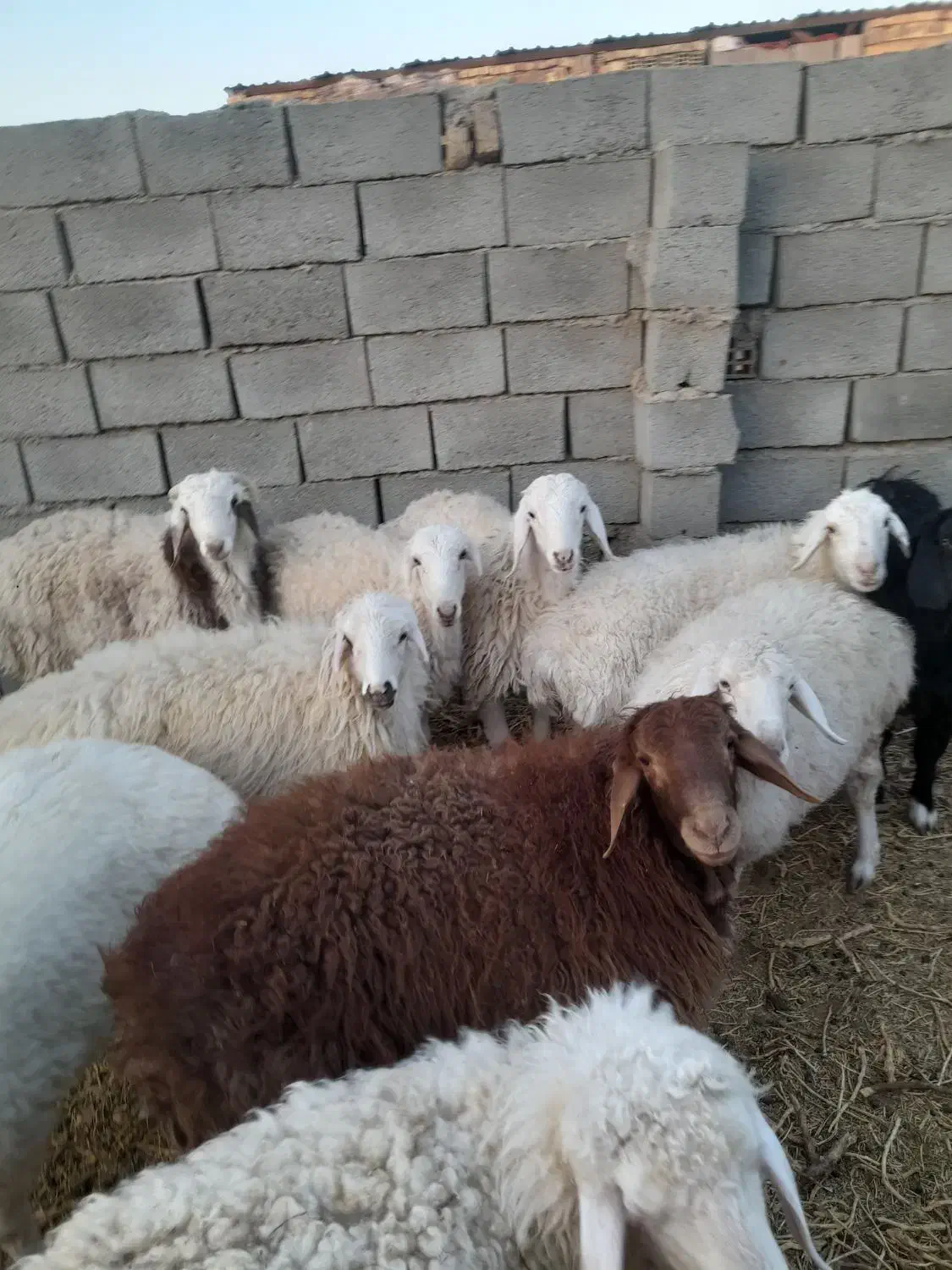 بره.بزغاله.میش چاق فروشی|حیوانات مزرعه|سده (خراسان جنوبی), |دیوار
