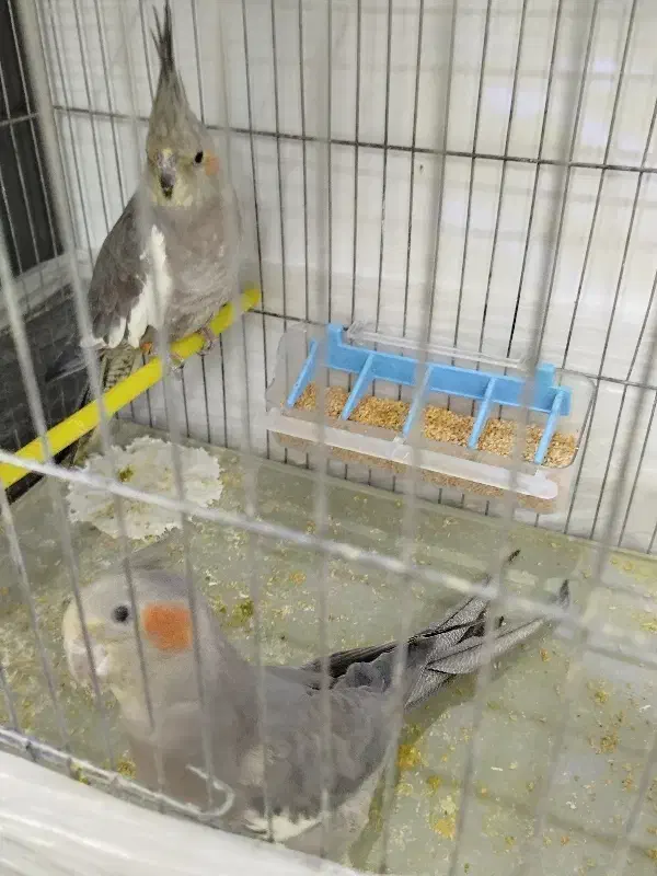 دو عدد عروس هلندی|پرنده|تبریز, |دیوار