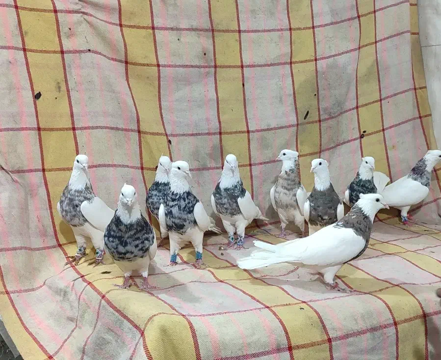 طوقی صد عدد ناب|پرنده|شاهینشهر, عطار|دیوار