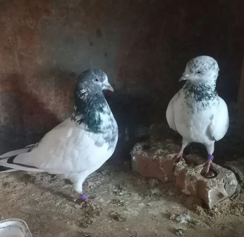 کبوتر خارجی|پرنده|رشت, استقامت ۱|دیوار