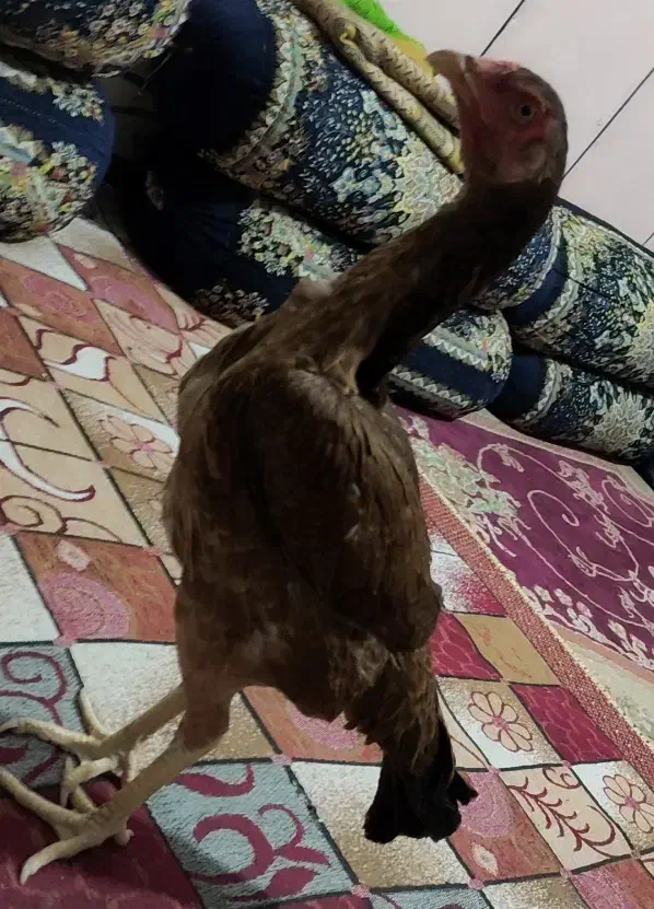 مرغ وخروس|حیوانات مزرعه|ایرانشهر, |دیوار