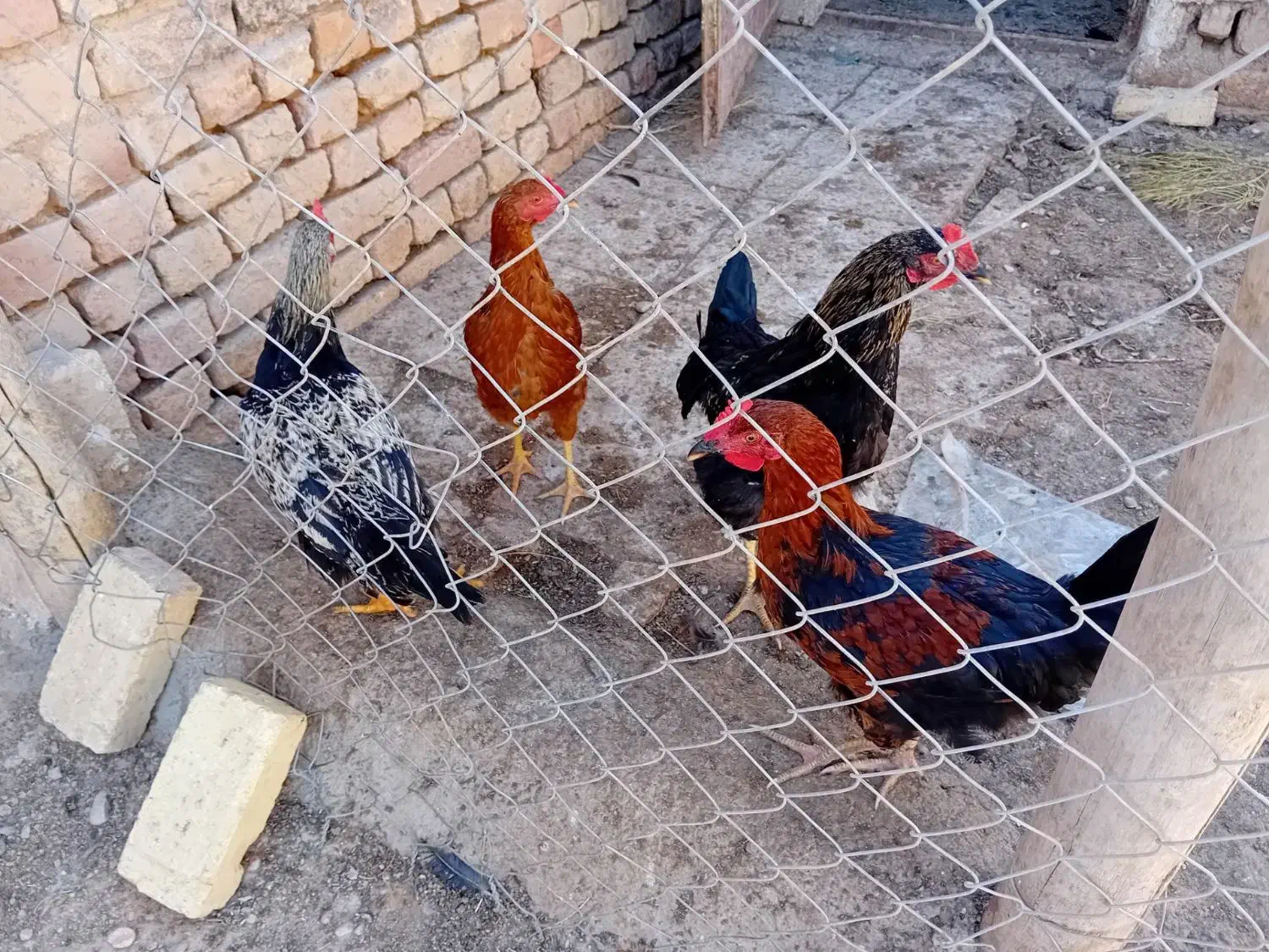 خروس و مرغ محلی|حیوانات مزرعه|دشتابی, |دیوار