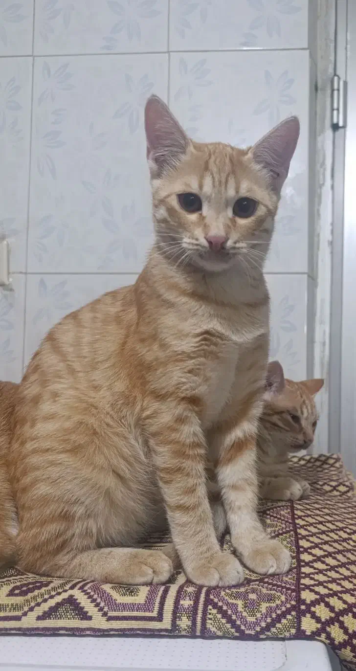 گربه واگذاری|گربه|اردبیل, |دیوار