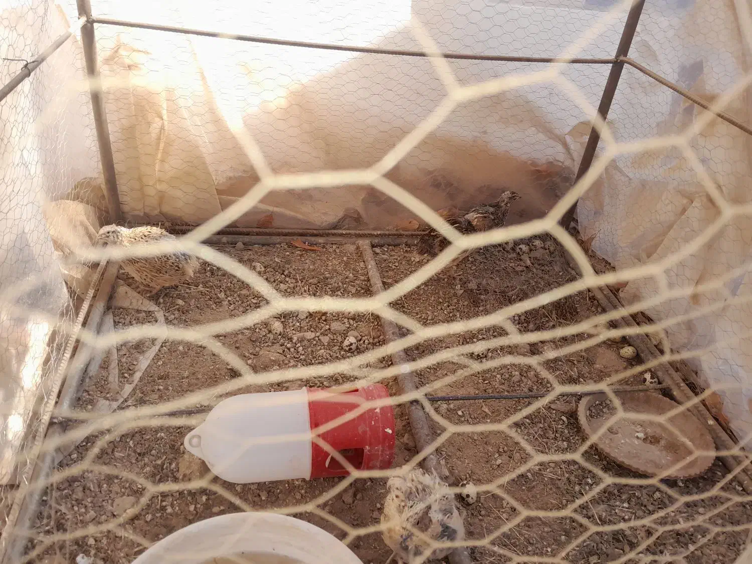 دوجفت بلدرجین|پرنده|شاهرود, |دیوار