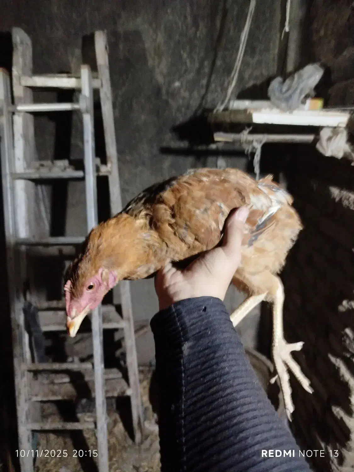 جوجه خروس دو رگه|حیوانات مزرعه|کرج, حیدرآباد|دیوار