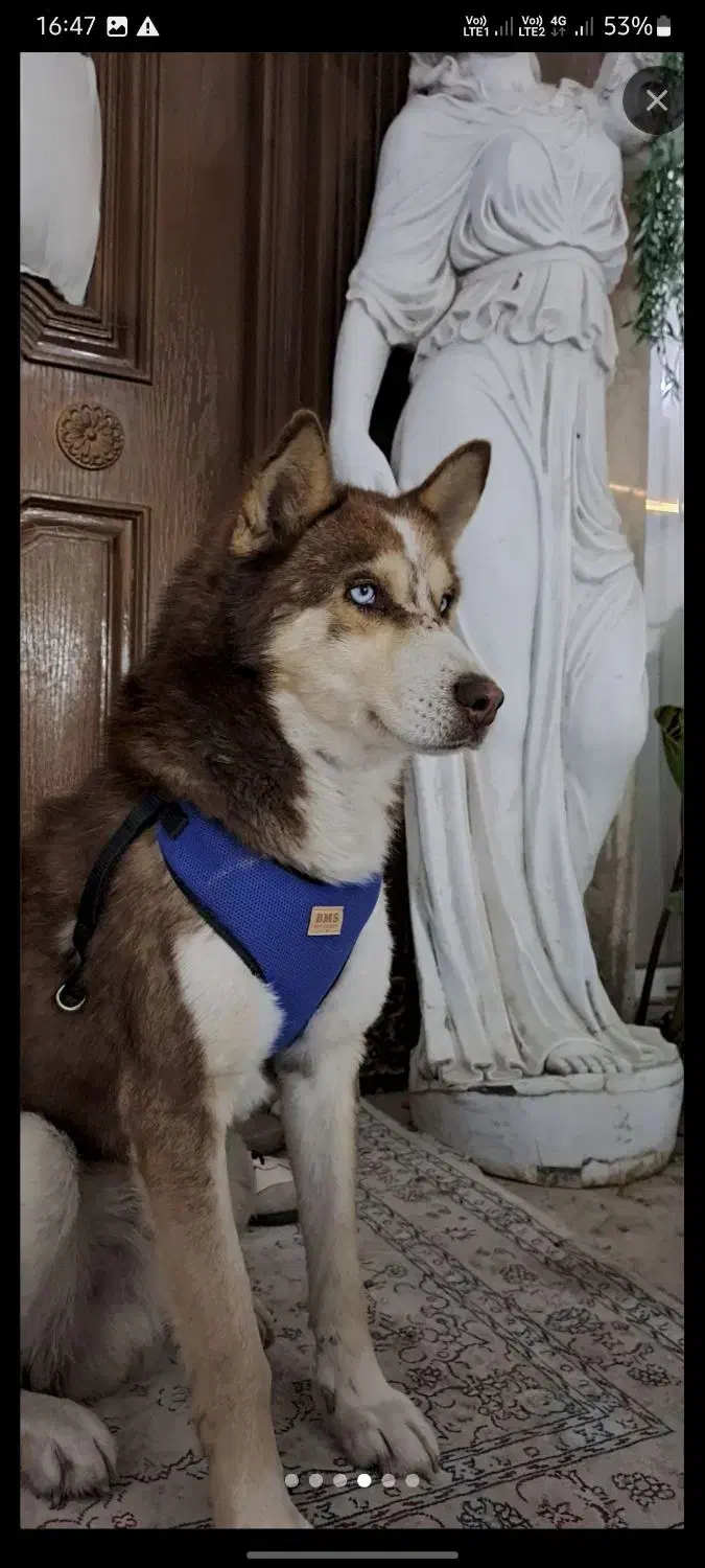 هاسکی|سگ|مشهد, کشف|دیوار