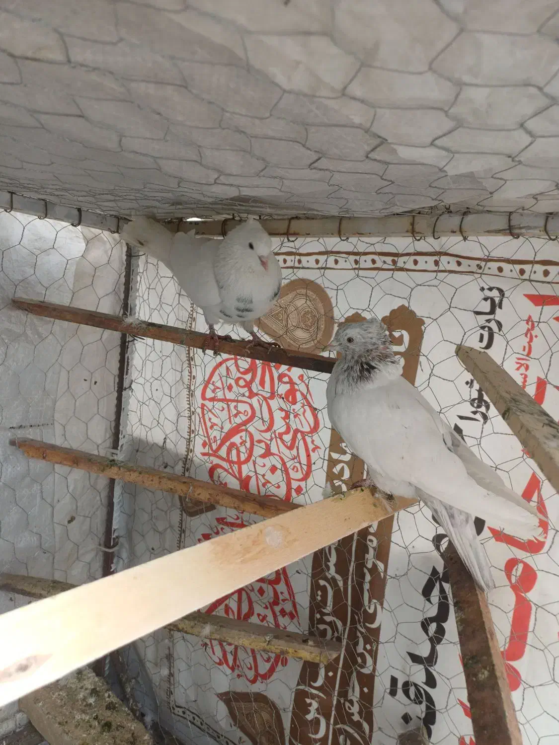 تهرانی کاکلی نروماده|پرنده|اسدآباد, |دیوار