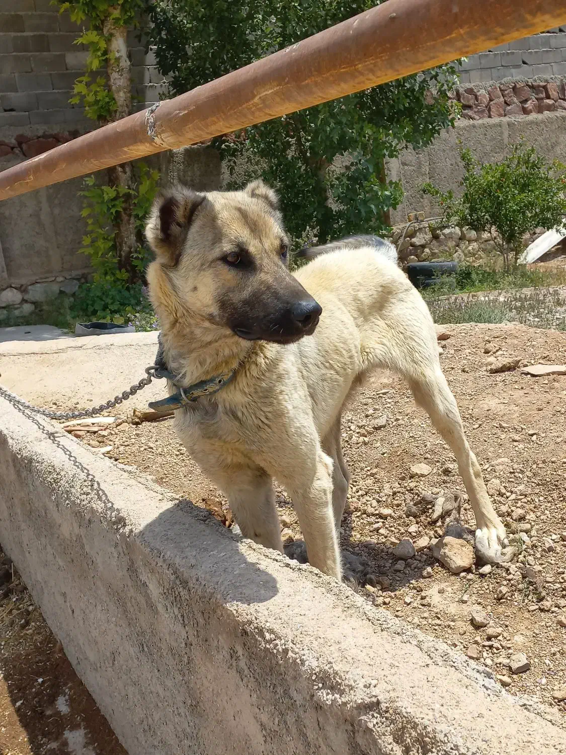 سگ سرابی|سگ|مهدی شهر, |دیوار