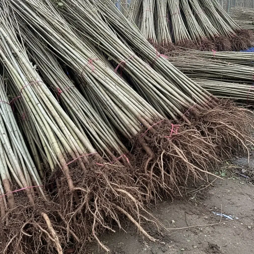 نیگرا ترکیه با رشد بالا و مقاومت در برابر شرایط|گل و گیاه طبیعی|قم, چهل درخت‎|دیوار