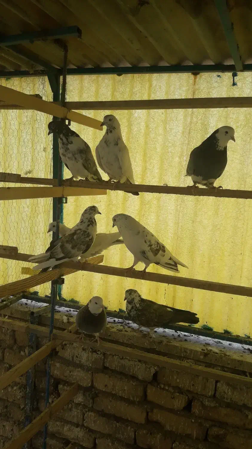 کفتر .|پرنده|پاکدشت, پاکدشت (مامازند)|دیوار