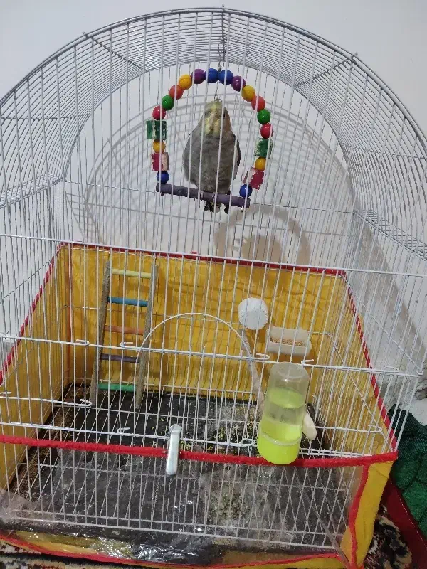 عروس هلندی با قفس|پرنده|اسفراین, |دیوار