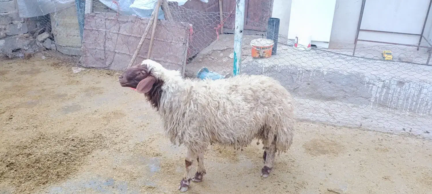 بره قوچ|حیوانات مزرعه|زاغه, |دیوار