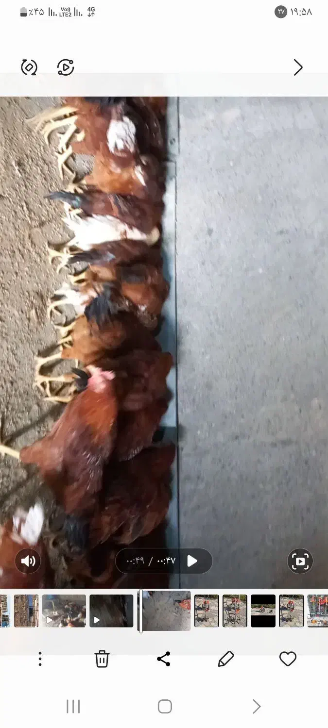 خروس جوان بومی|حیوانات مزرعه|مشهد, جاهد شهر|دیوار