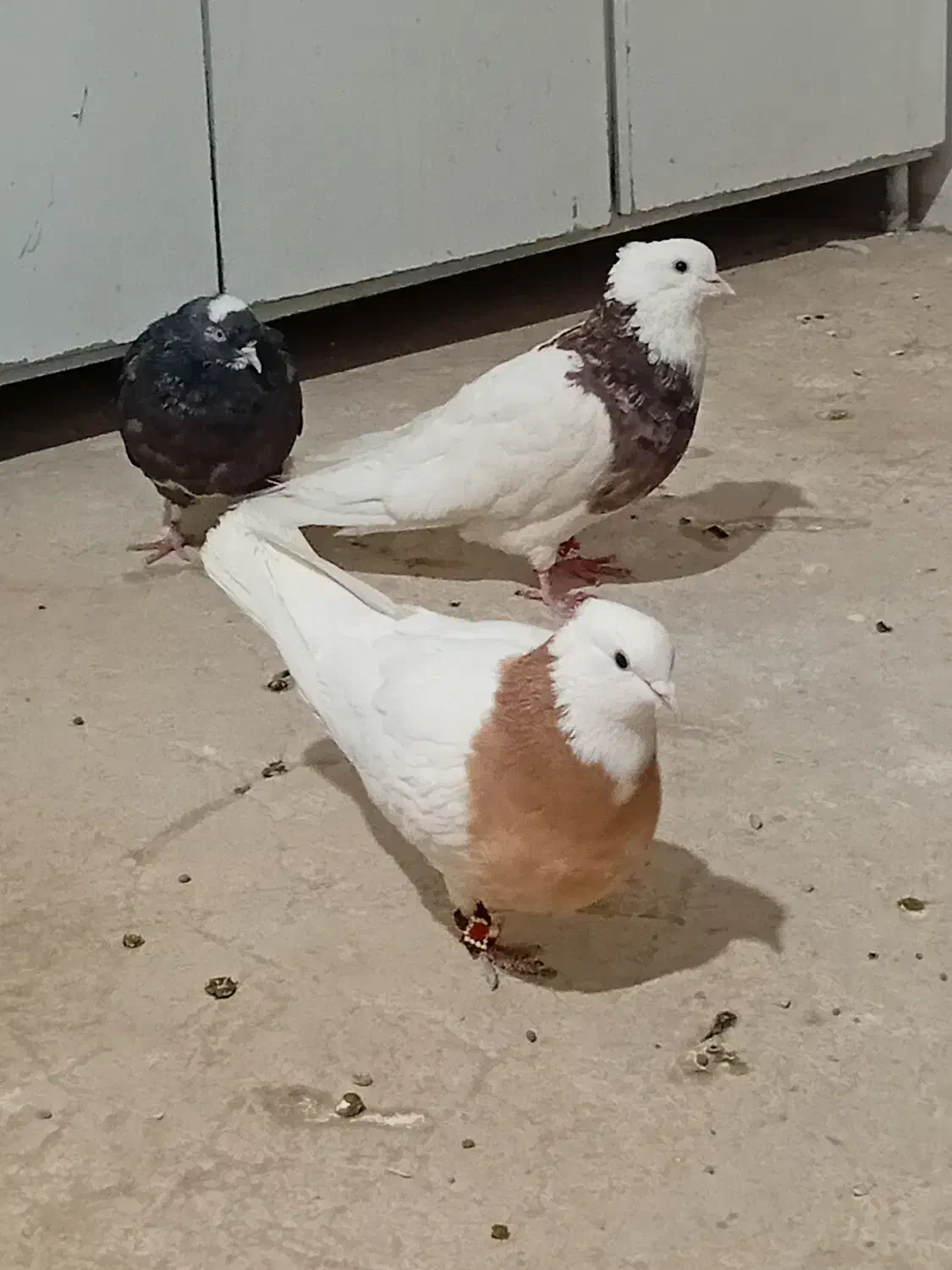 طوقی نرماده هف رنگ به شرط خوشگلی نقشی پرشی|پرنده|رفسنجان, |دیوار