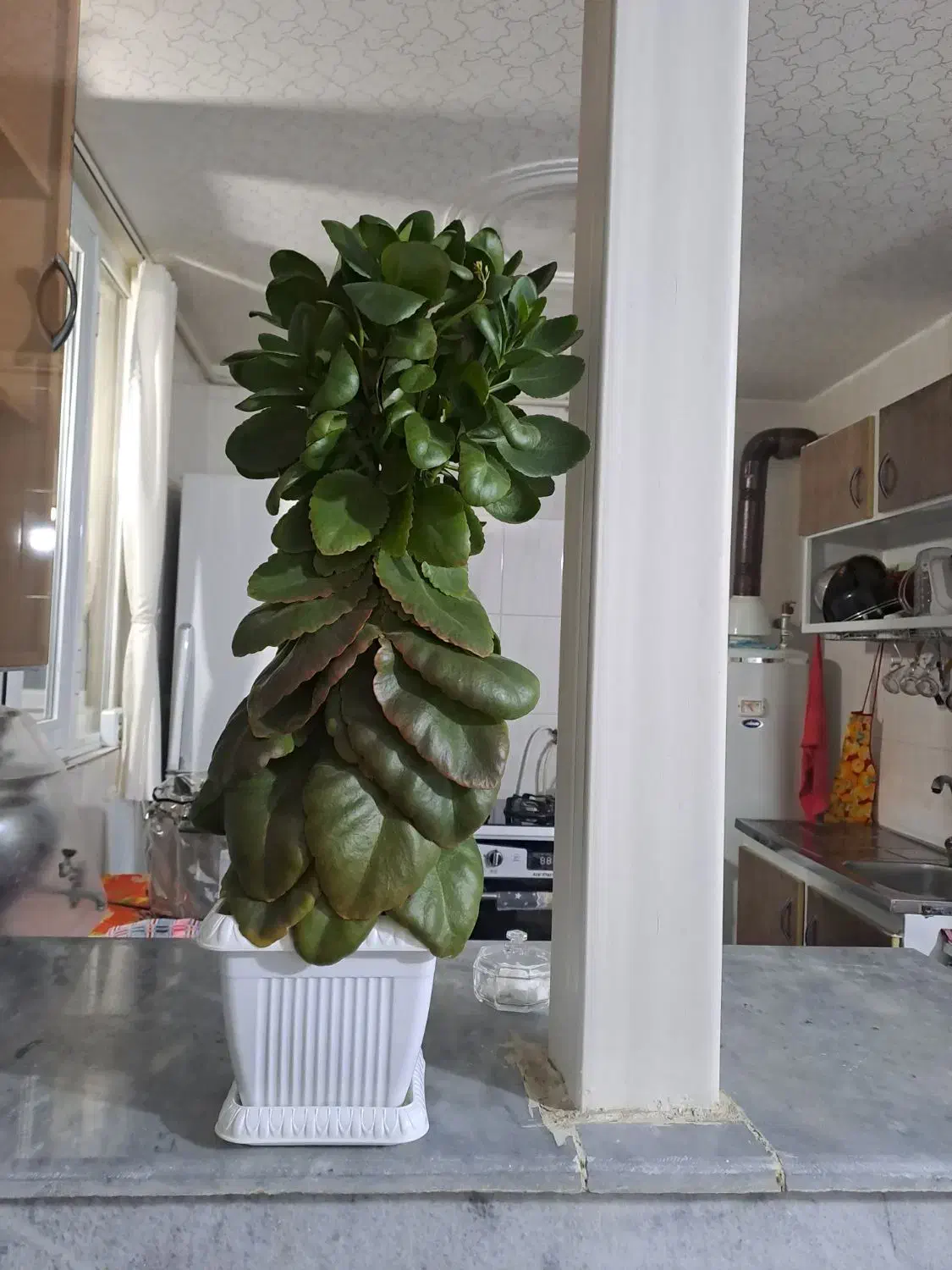 گل قاشقی خوشکل و جوان با یه متر قد ۷۰۰ هزار|گل و گیاه طبیعی|سنندج, |دیوار