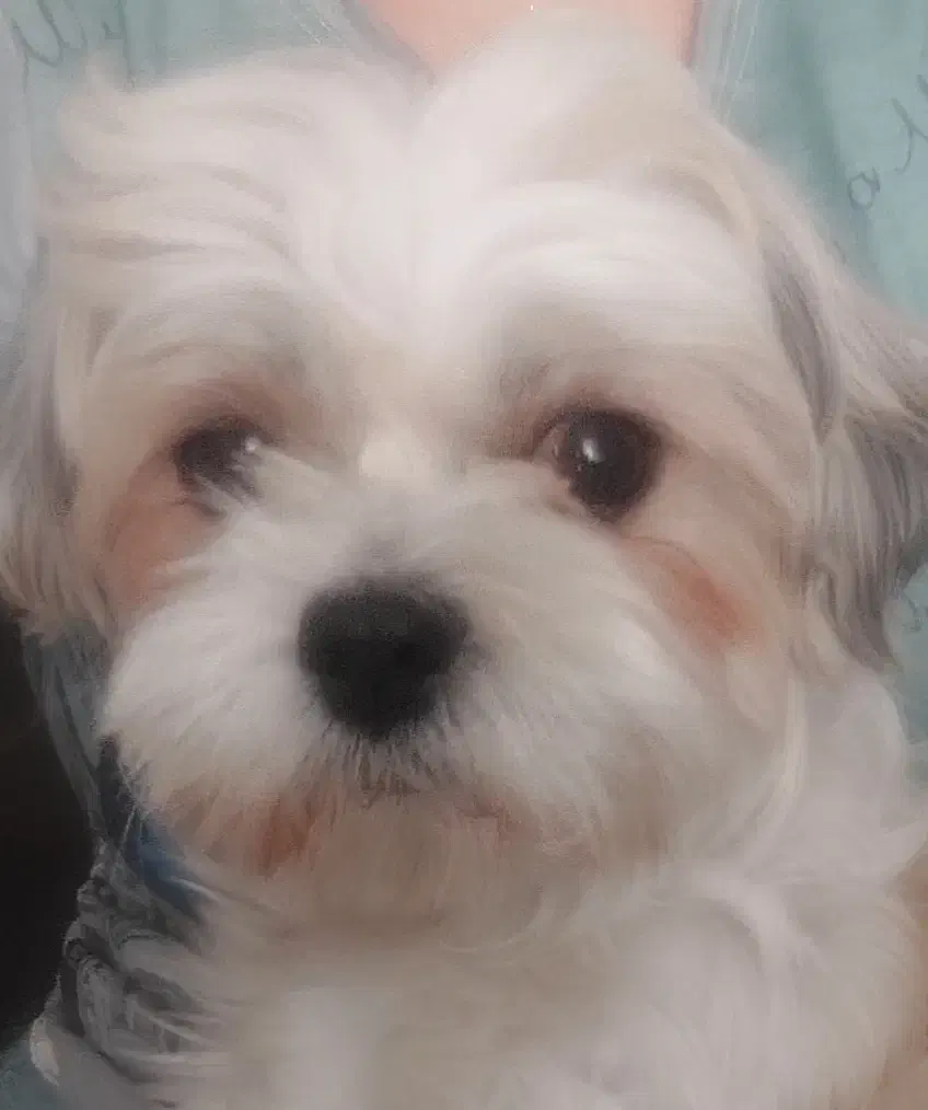 گمشده .ماده ۱ ساله|حیوانات|قدس, شهر‌قدس|دیوار