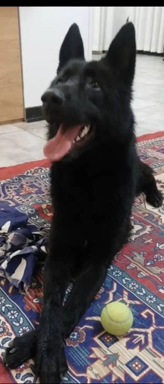 سگ پیدا شده|حیوانات|رودهن, |دیوار