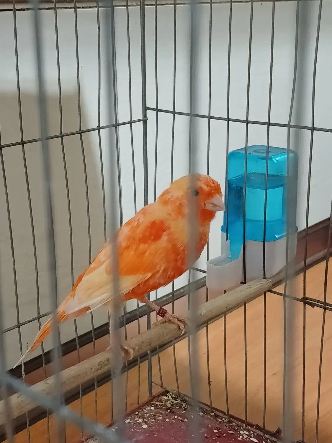 قناری ردفکتور نر بخون|پرنده|تهران, ازگل|دیوار