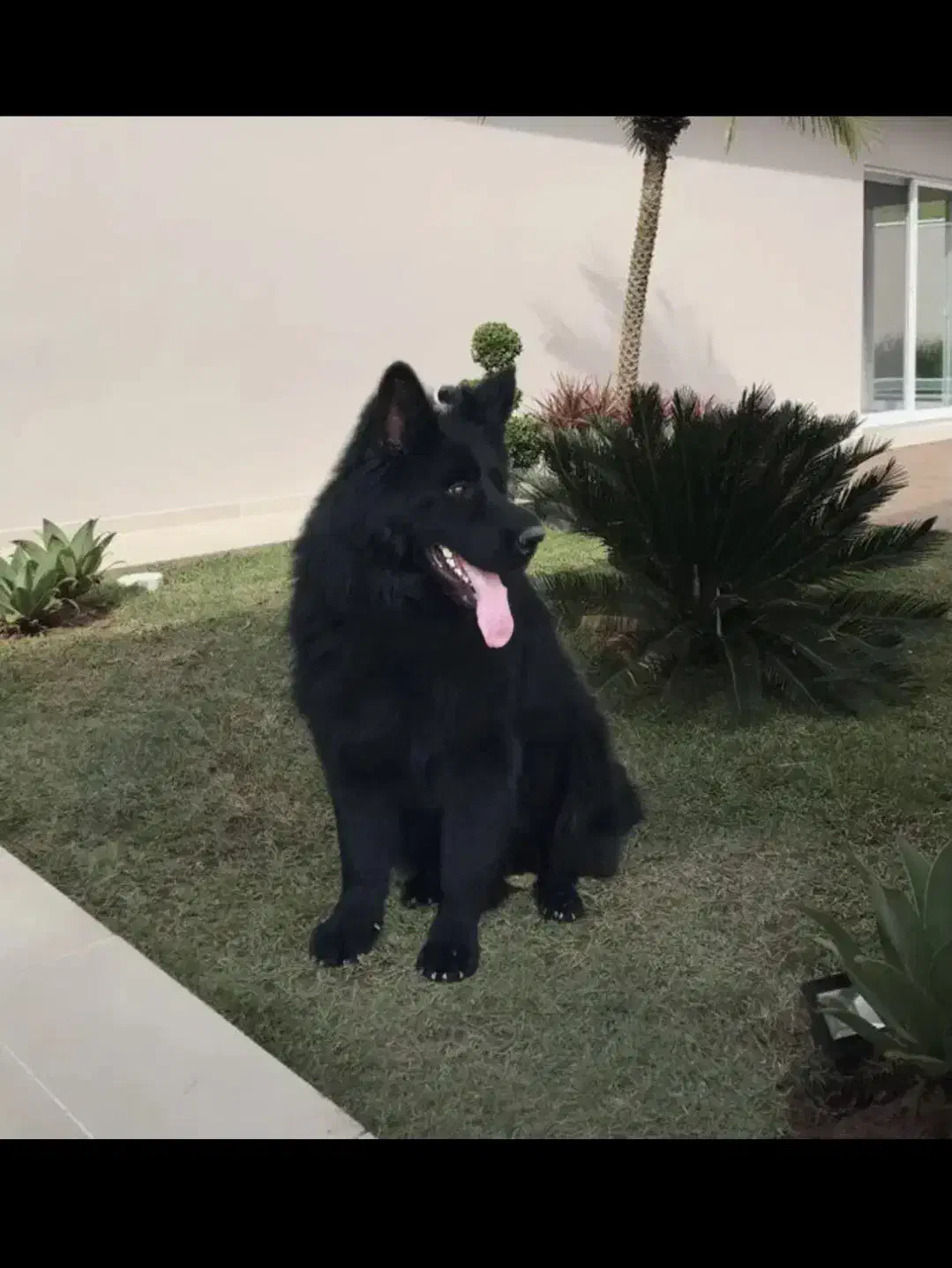 سگ ژرمن بلک شولاین|سگ|سلامی, |دیوار