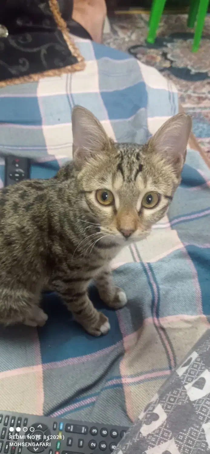 گربه خانگی ملوس ناز واگذارمیشود|گربه|ری, علایین|دیوار