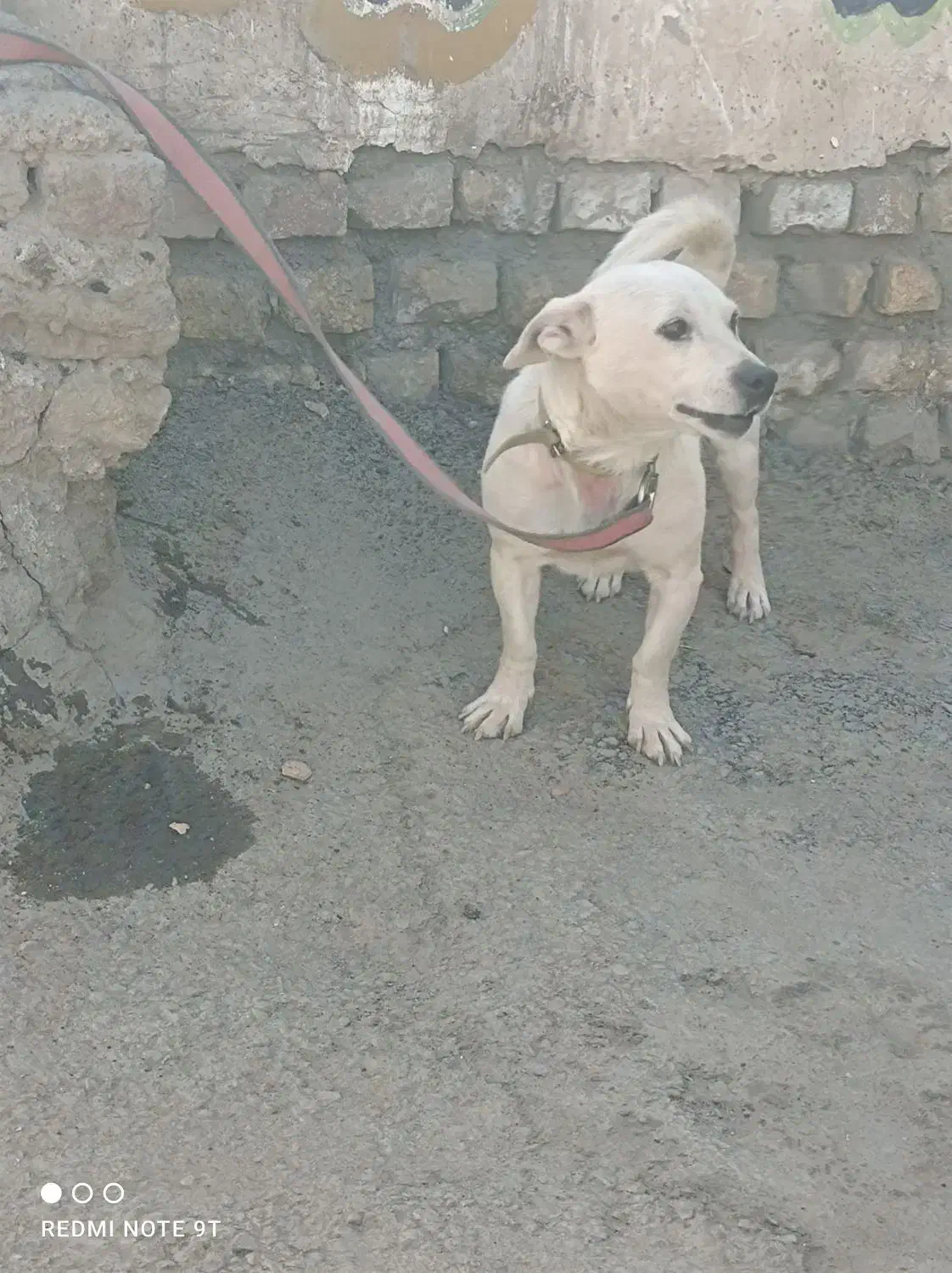 سگ اسنو|سگ|کرمان, |دیوار