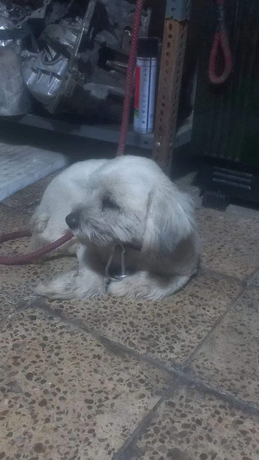 واگزاری سگ شیتزو|سگ|ایلام, |دیوار