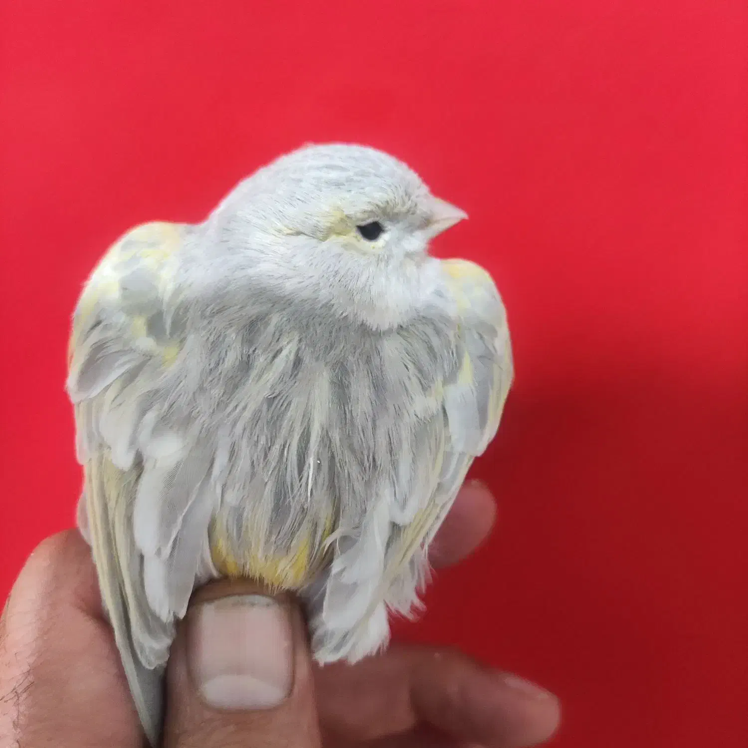 قناری اوپال ماده|پرنده|شیراز, تندگویان|دیوار