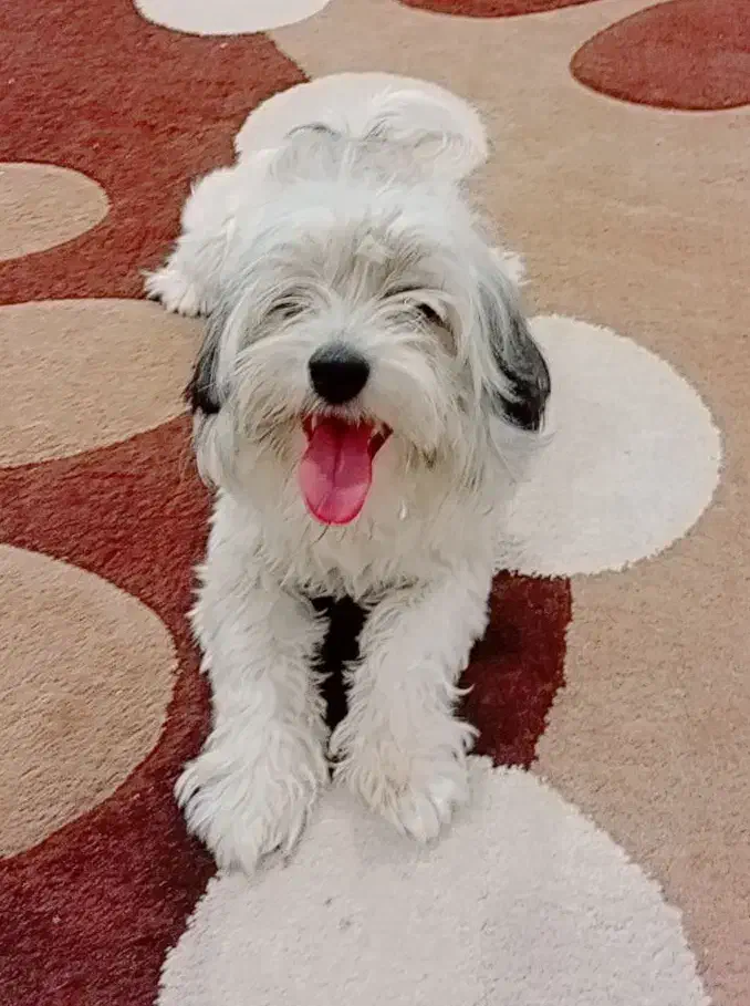 سگ شیتزو|سگ|شهرکرد, |دیوار