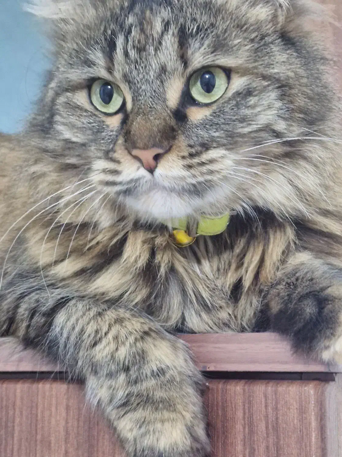 گربه گم شده|حیوانات|اراک, |دیوار