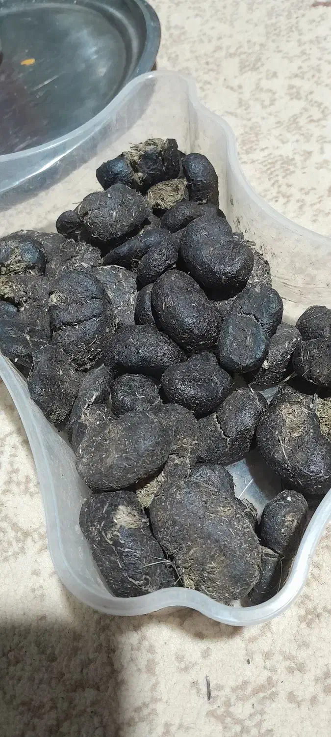 عنبر نسا  اصل|آرایشی، بهداشتی، درمانی|خلخال, |دیوار