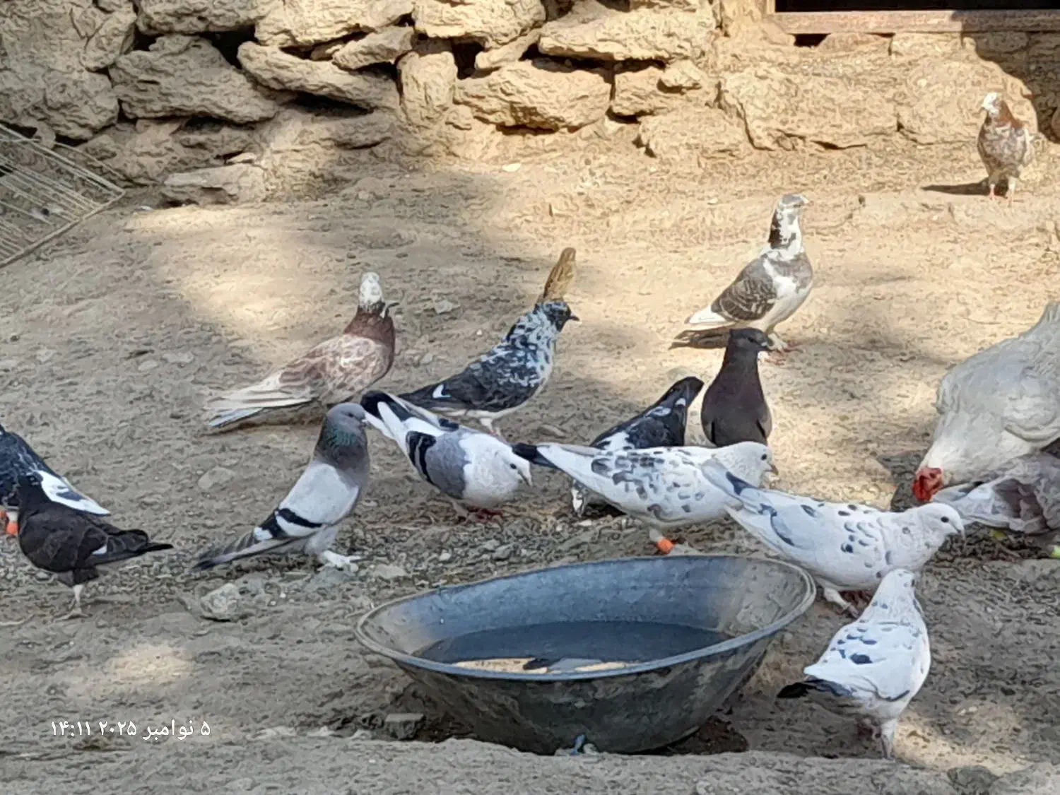 کبوتر پرشی و مسافتی|پرنده|محمدبار, |دیوار