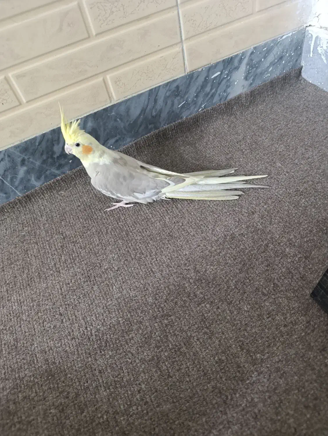 عروس هلندی ماده|پرنده|شهریار, شهرک بهاران (ویره)|دیوار