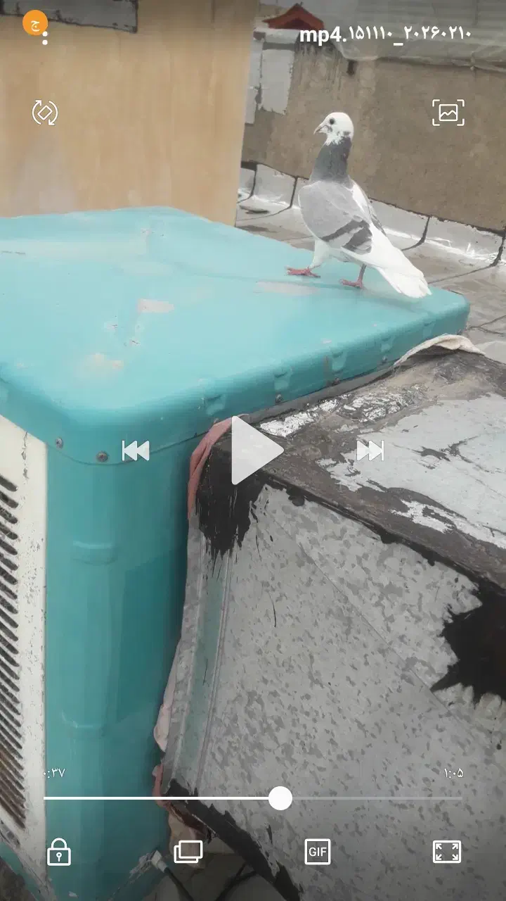 کبوتر|حیوانات|کرمانشاه, |دیوار