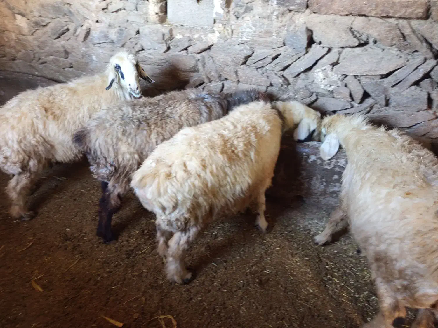 میش ترکی|حیوانات مزرعه|چنارود, |دیوار