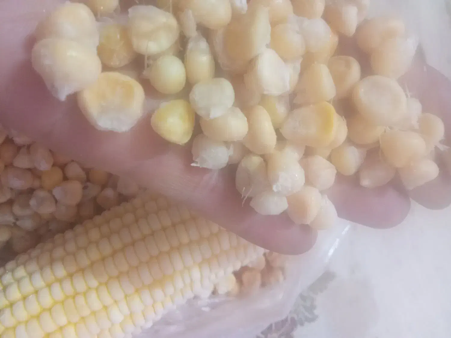 فروشبلالدونشدهمکزیکیومحلی|خوردنی و آشامیدنی|تهران, خاوران|دیوار