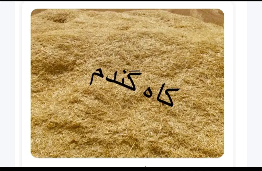 کاه خوشه گندم کردستان|لوازم جانبی حیوانات|کرمان, |دیوار