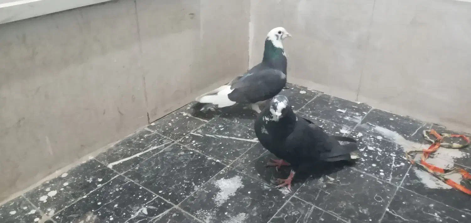 کبوتر|حیوانات|قم, باغ کرباسی|دیوار