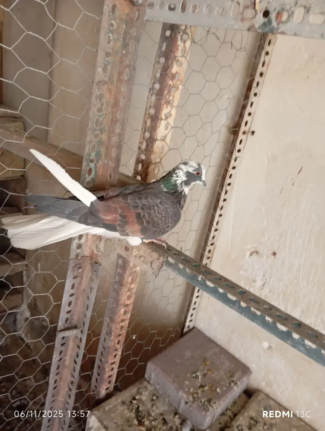 سلام کبوترای پرشی فروشی|پرنده|کرج, شهرک بنفشه|دیوار