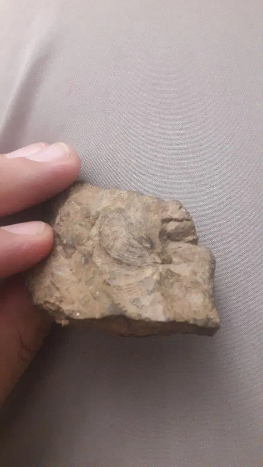 فسیل صدف|کلکسیون اشیاء عتیقه|مشهد, عبادی|دیوار