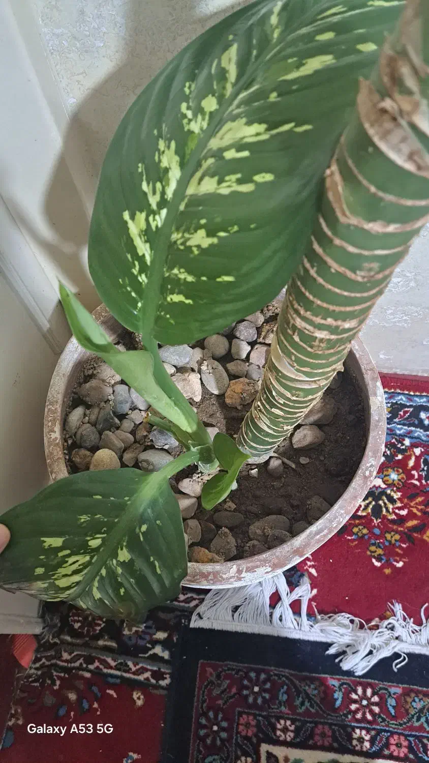 دیفن باخیا|گل و گیاه طبیعی|بیجار, |دیوار