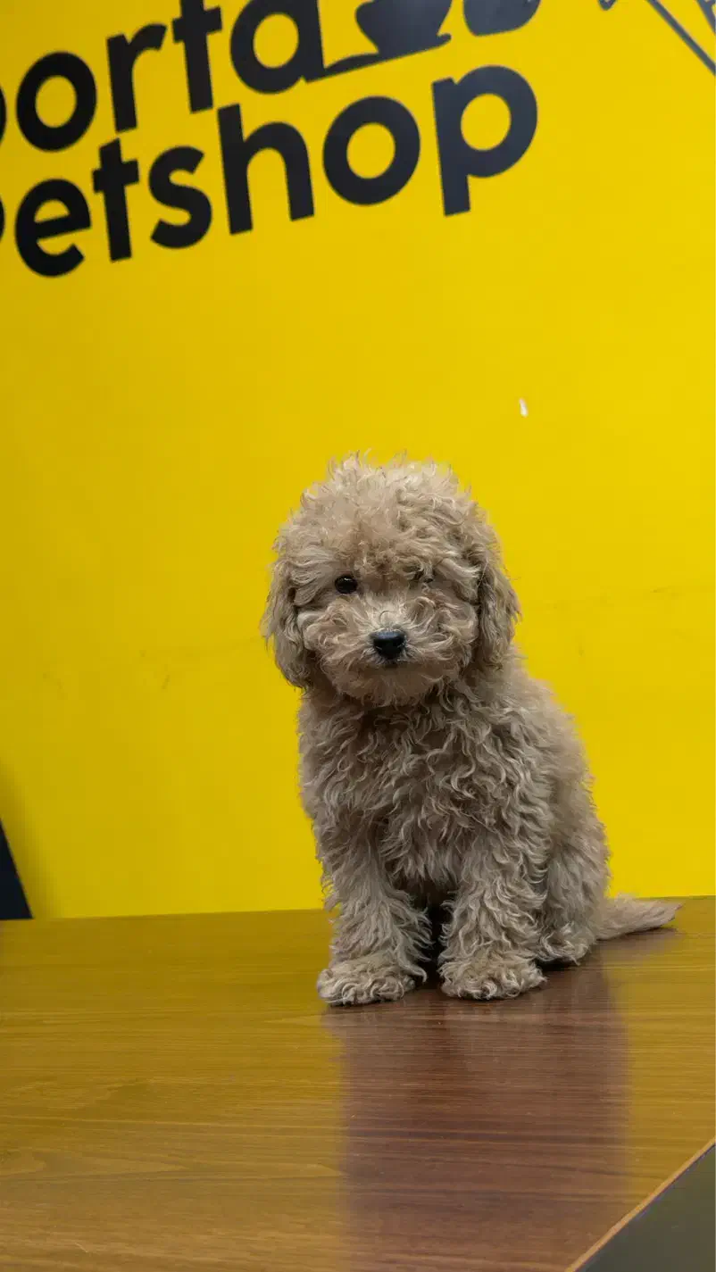 توی پودل رنگ رد و موکایی|سگ|تهران, سعادتآباد|دیوار