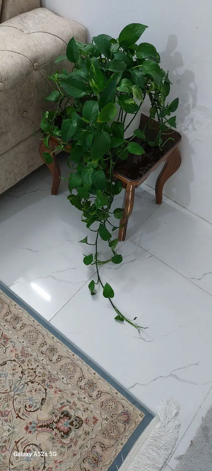 گل پتوس|گل و گیاه طبیعی|زاهدان, |دیوار