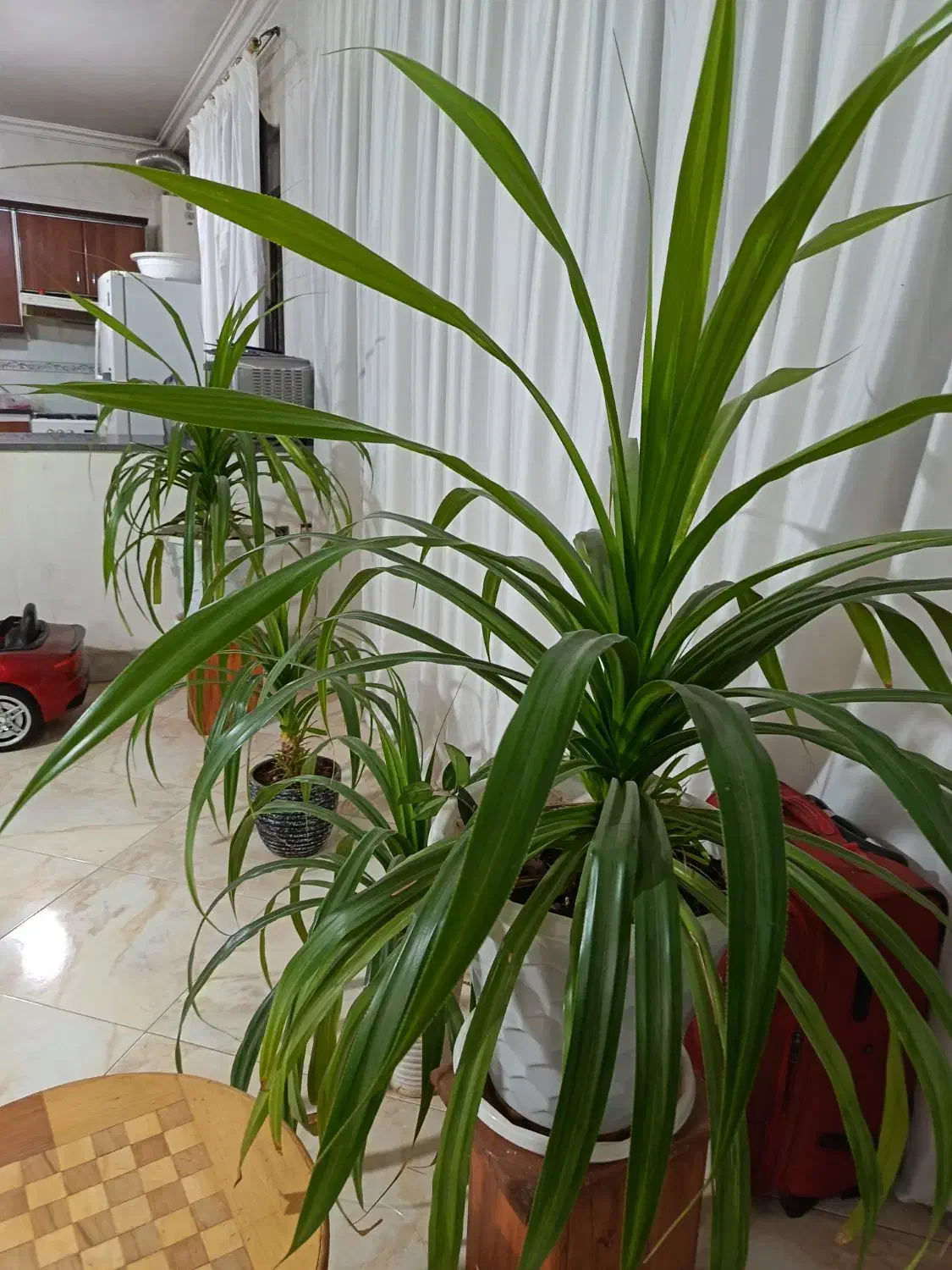 گل پاندانوس خیلی بزرگ و غول پیکر|گل و گیاه طبیعی|نیشابور, امام|دیوار