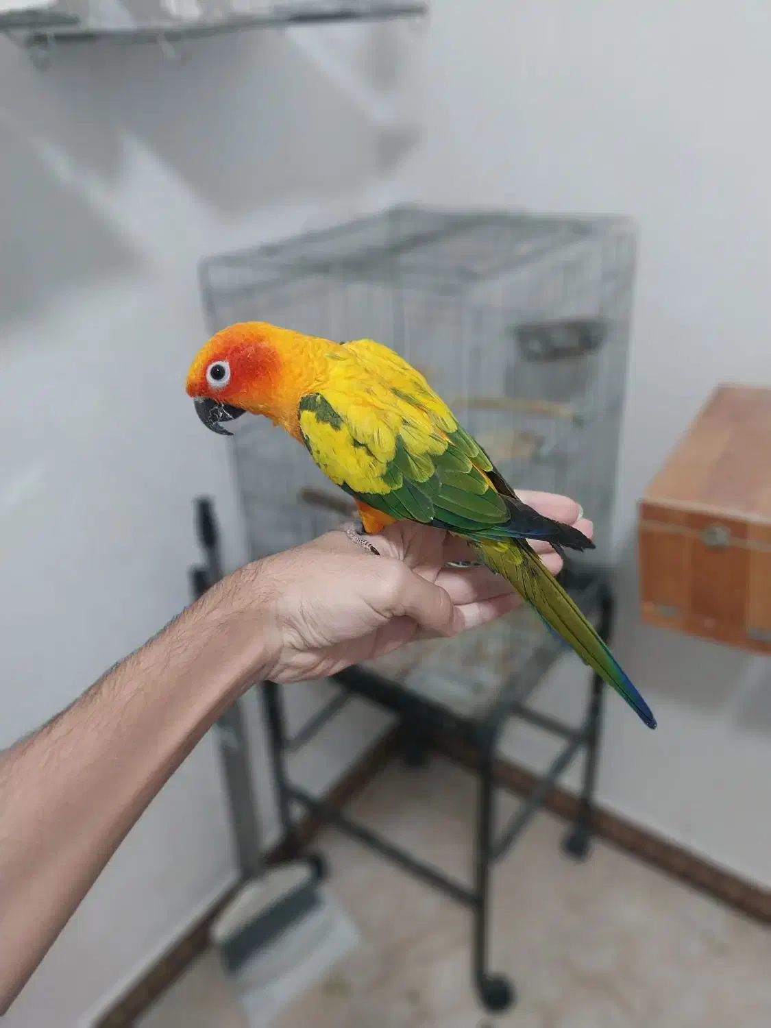 طوطی خورشیدی همراه با قفس|پرنده|شهریار, شهرک امیریه|دیوار