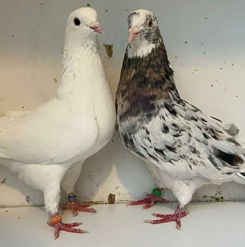 جفت های . ساعت بالا . گرو دولاب . عتیقه|پرنده|تهران, نیروی هوایی (پیروزی)|دیوار