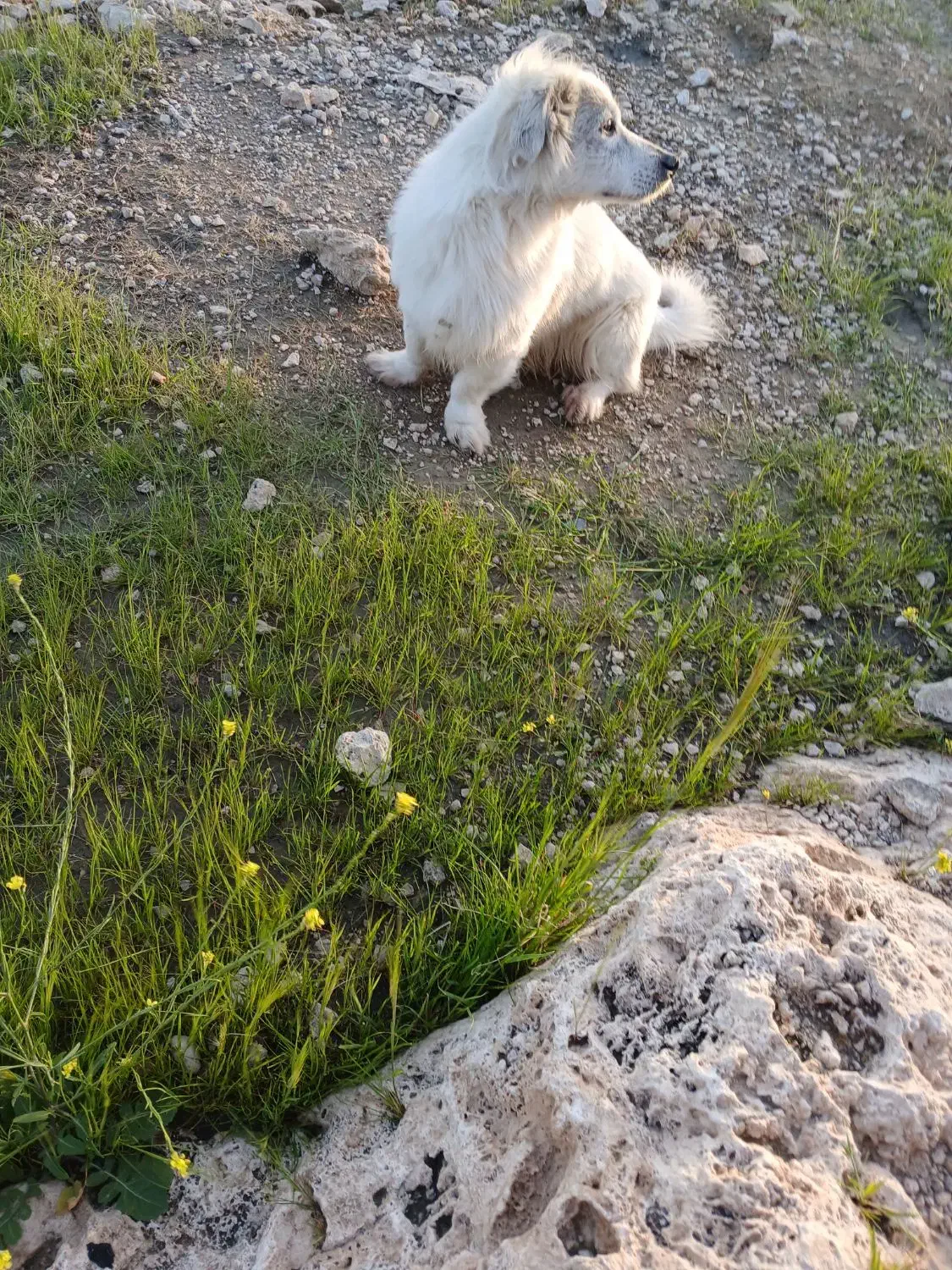 سگ.|سگ|مسجد سلیمان, |دیوار