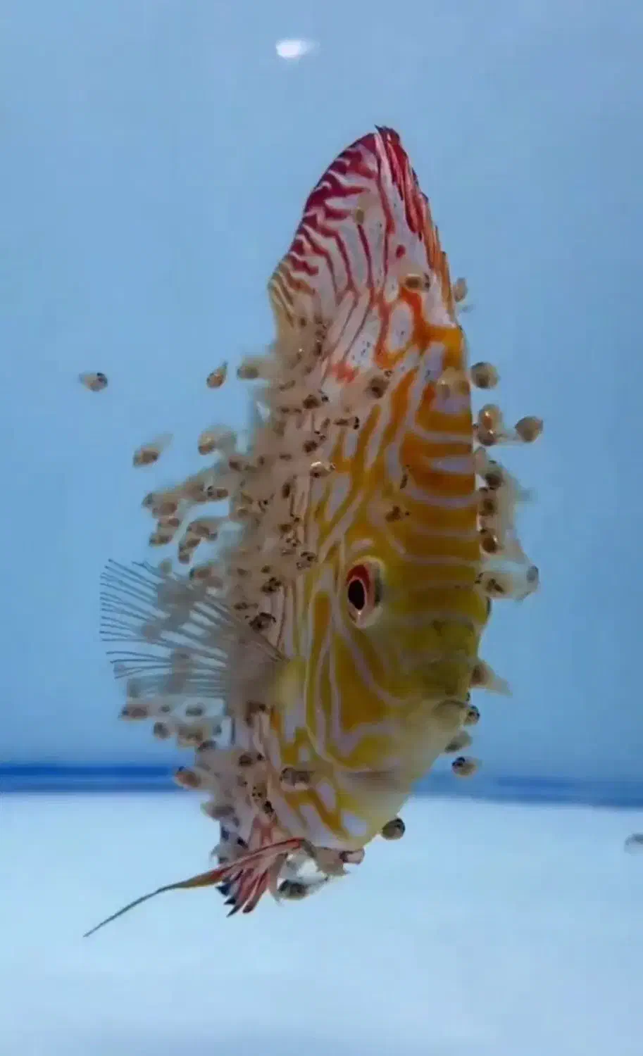 ماهی دیسکس|ماهی|مشهد, بهمن|دیوار