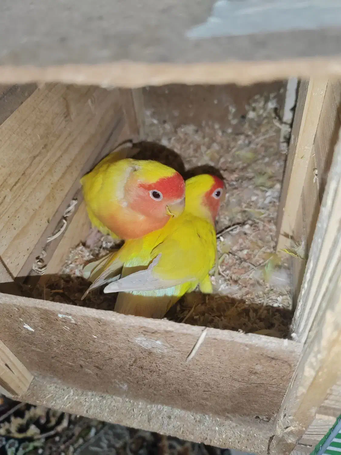 طوطی برزیلی مولد|پرنده|پیرانشهر, |دیوار